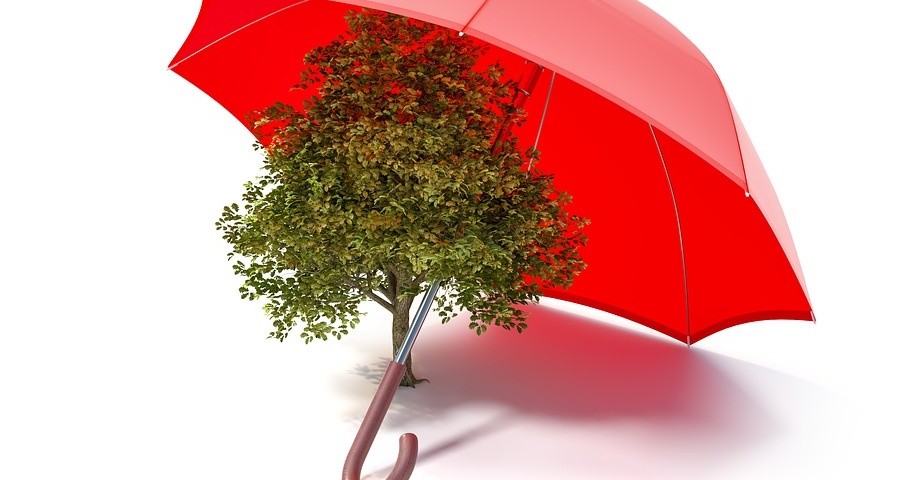 A small tree sprouting from the ground is sheltered under a large red umbrella, conveying a whimsical and surreal atmosphere, reminiscent of fitted wardrobes cleverly incorporating natural elements.